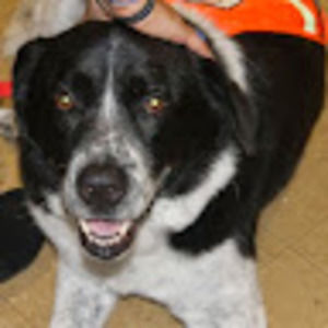 Meet your Posher, Team blue